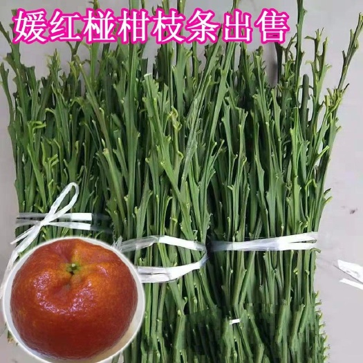 成都媛红椪柑枝条 媛红碰柑枝条～日本引进柑橘，柑橘贵族大量起1斤