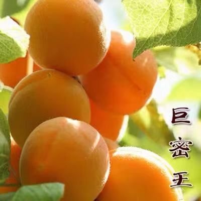 平邑县 巨密王杏树苗