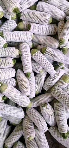 元谋县 精品西葫芦