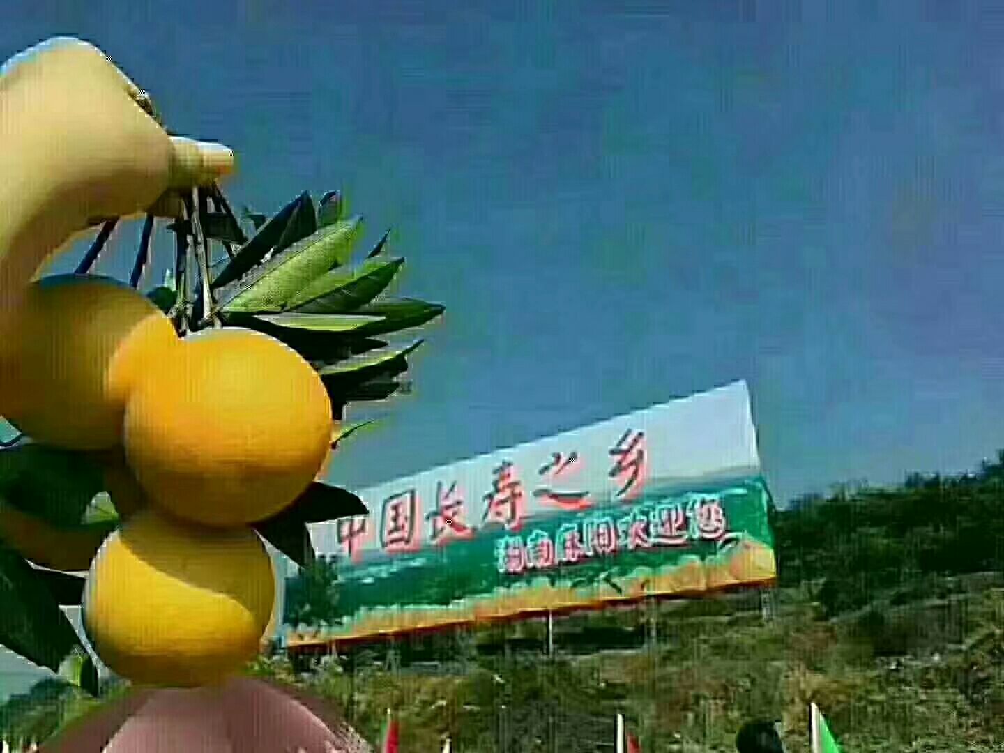  中国之橙-麻阳冰糖橙