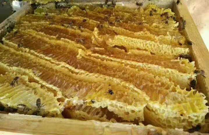 正宗土蜂蜜假一赔十