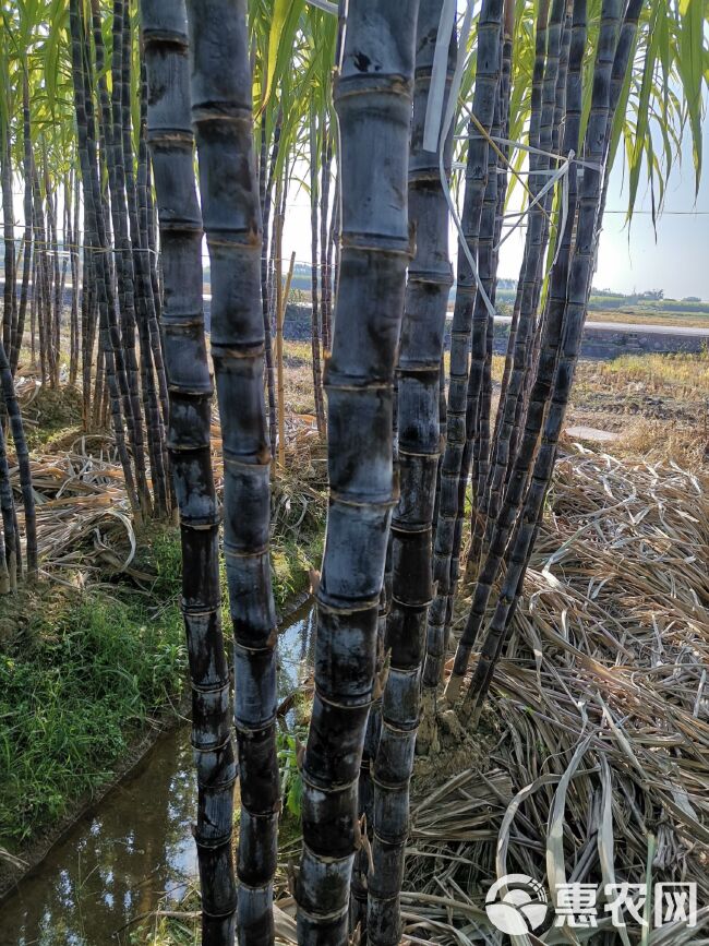 黑皮甘蔗：黄皮甘蔗：黑皮果蔗