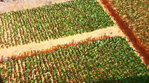 金观音茶苗  冬插一年生福建福安苗场直销