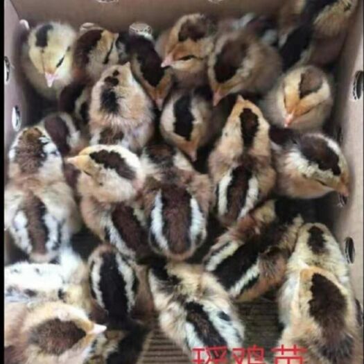 南宁 红瑶鸡苗