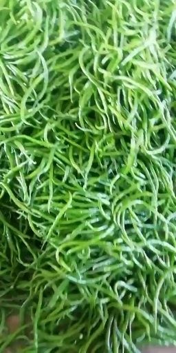 徐闻县 8号辣椒