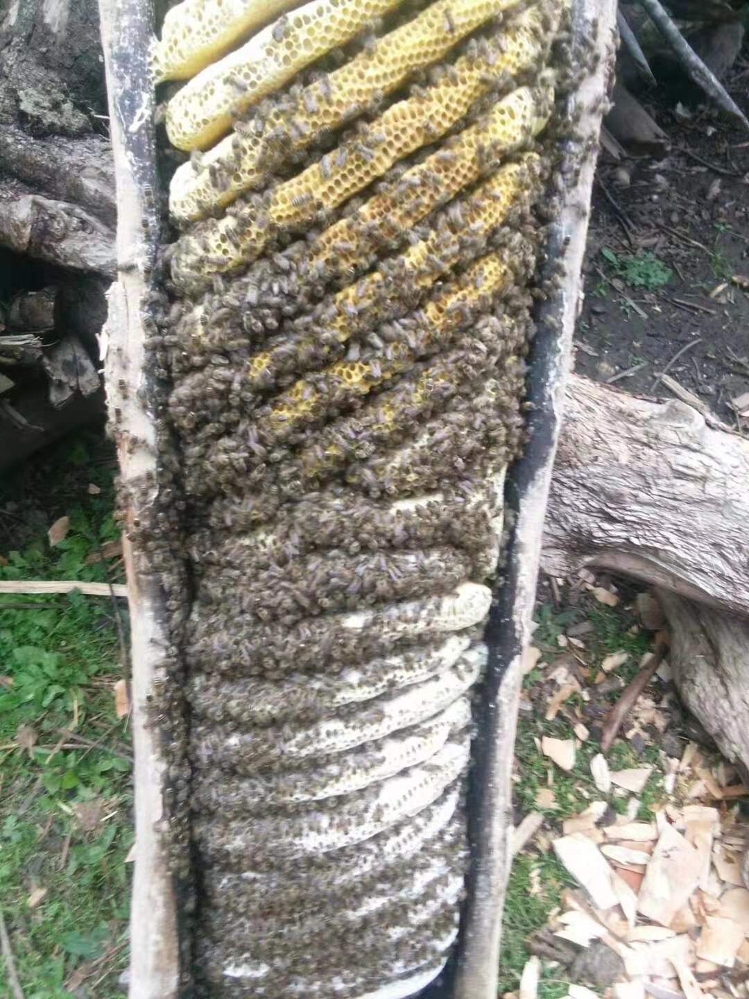  正宗土蜂蜜假一赔十