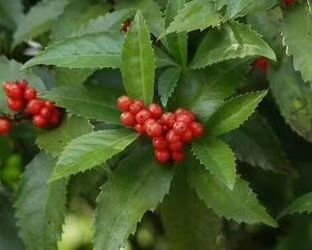 万载县草珊瑚种苗