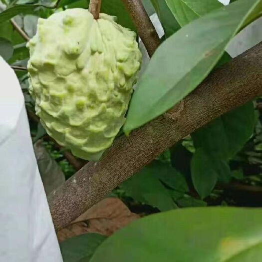 米易县 释迦果