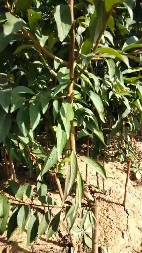 邹城市蜂糖李树苗 邹城市顺新苗木种植专业合作社，供应蜂糖李，恐龙蛋李子苗。