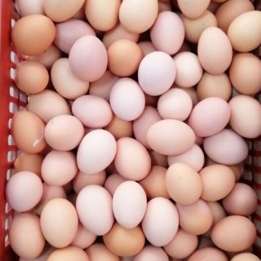 东台市大量提供土鸡蛋，可发物流
