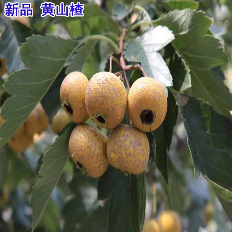  黄山楂树苗
