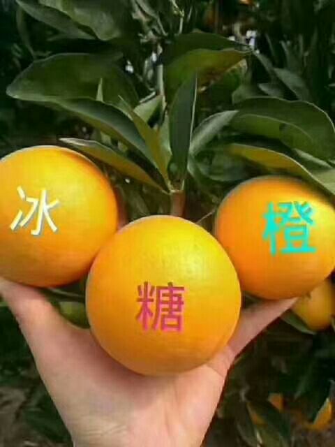  中国之橙-麻阳冰糖橙