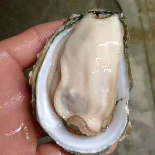 湛江海蛰 正宗湛江生蚝批发
