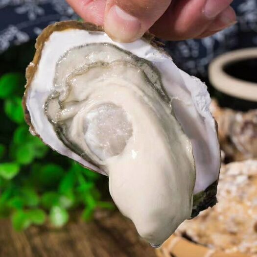 海阳市 正宗乳山生蚝牡蛎海蛎子一件代发