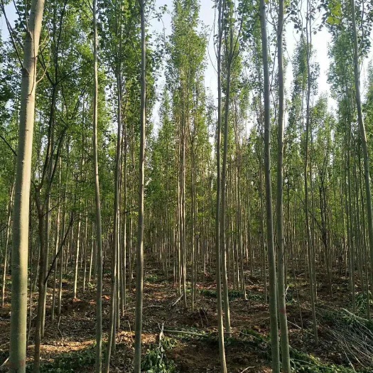 冠县 毛白杨 雄株 毛心