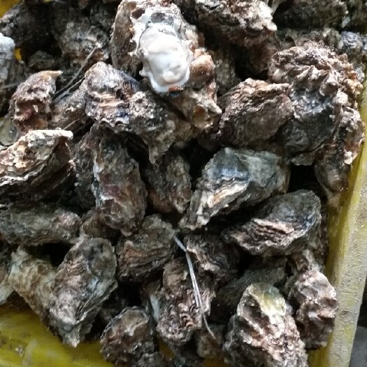 东港市朝鲜贝 黄金蚝