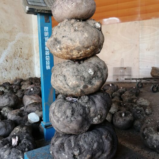 富源县 商品花魔芋   无泥沙    破烂     精挑细选