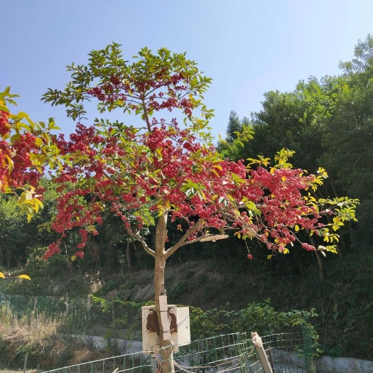 龙南市 黄沙海洲苗木场大量批发10公分左右红果冬青红皮榕树等苗木联系