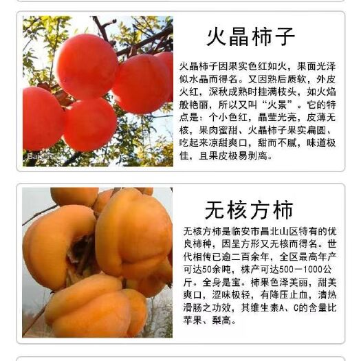 平邑县甜脆柿子苗 柿子苗
