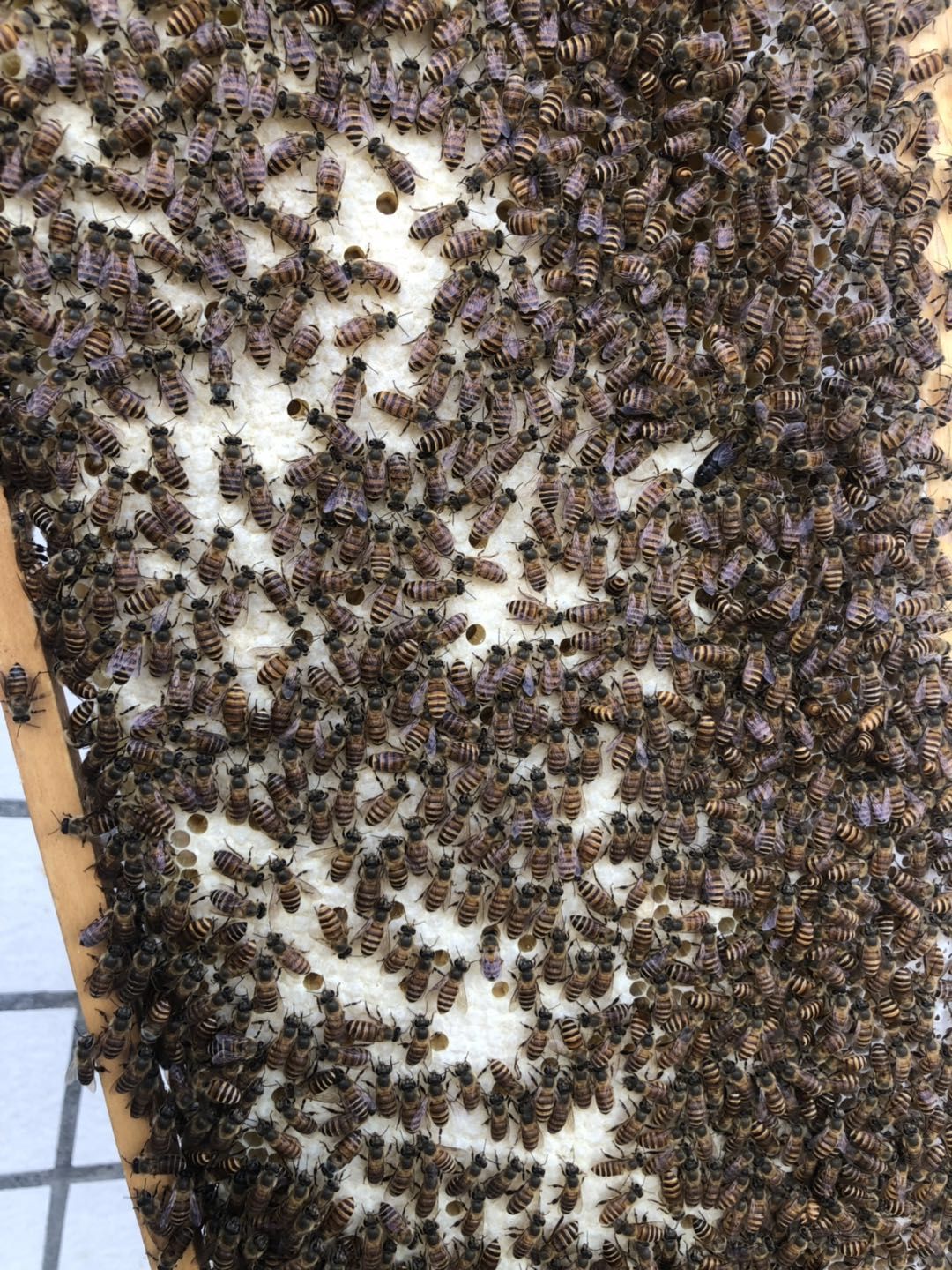  正宗土蜂蜜假一赔十