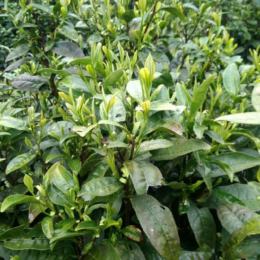 桐城市绿杨春茶叶 自家种植纯手工茶