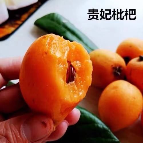 平邑县 贵妃枇杷苗