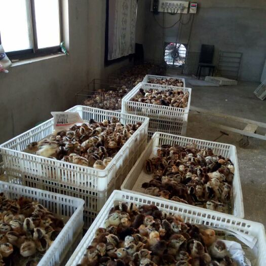 唐县血毛土鸡苗  鸡苗，血毛红鸡苗