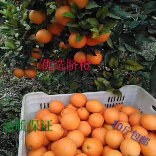 新宁县纽荷尔脐橙 自家果园，皮薄肉多，崀山脐橙自产自销。