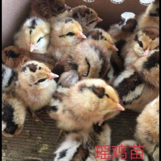 南宁 瑶鸡苗