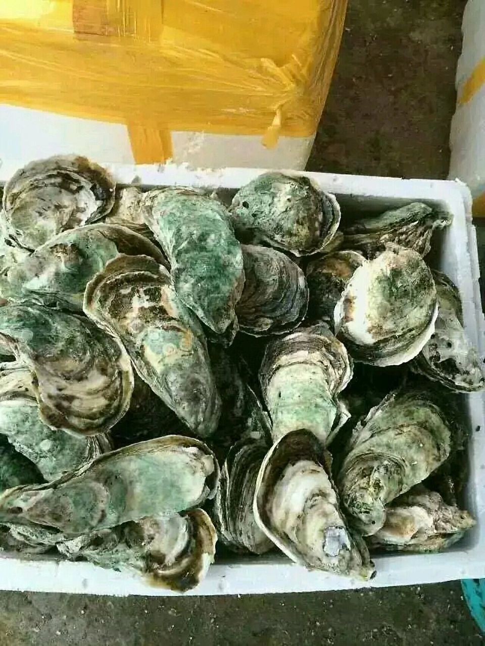 湛江海蛰 正宗湛江生蚝批发