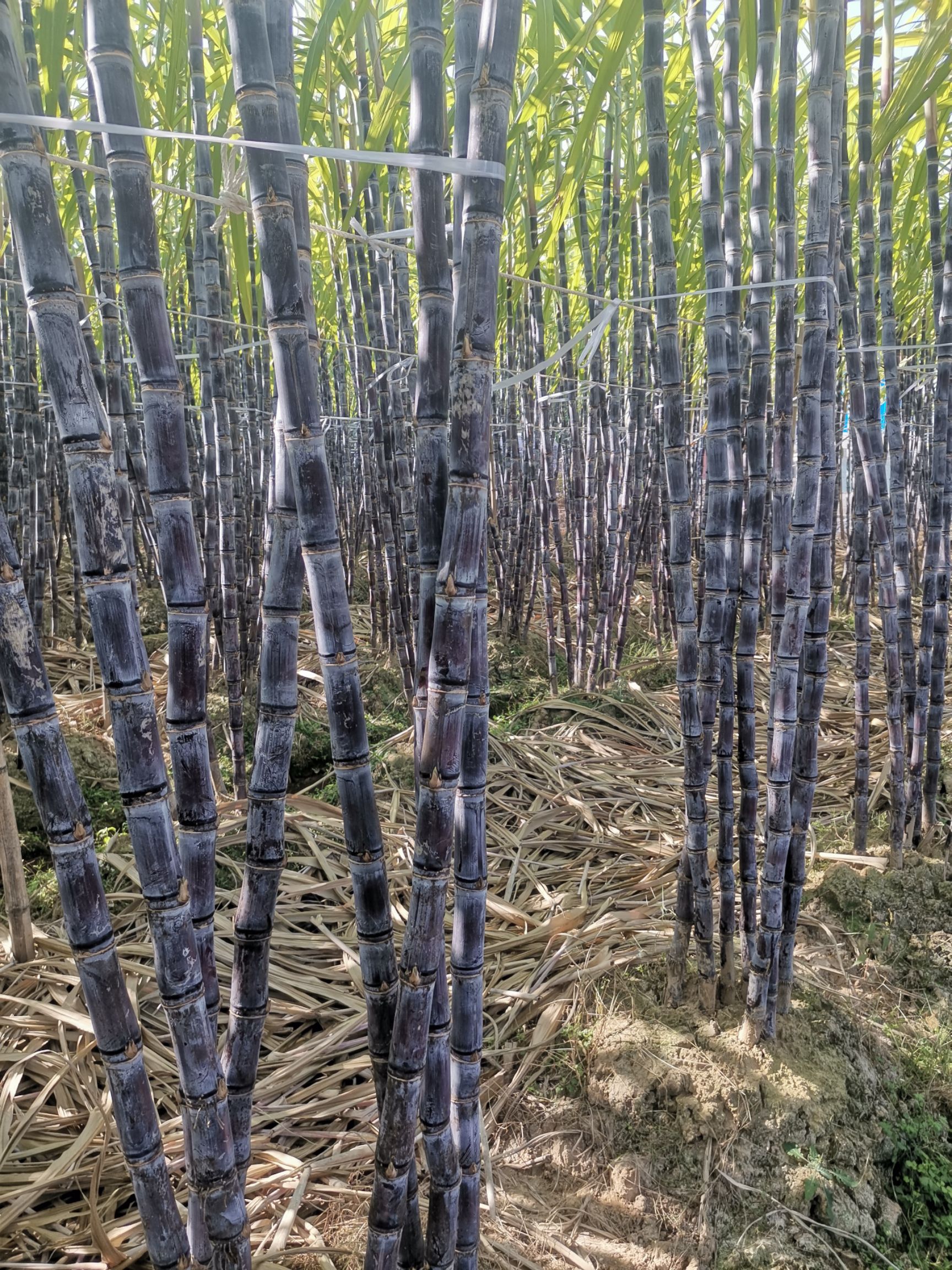 黑皮甘蔗：黄皮甘蔗：黑皮果蔗