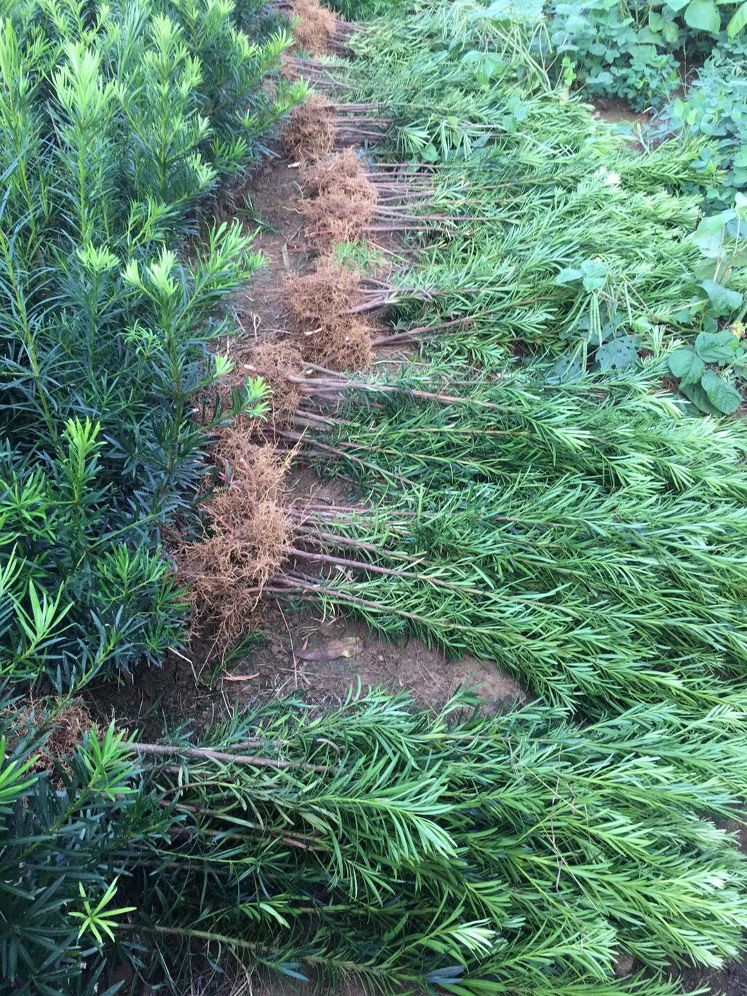  小叶罗汉松苗 珍珠罗汉松苗50公分高以上