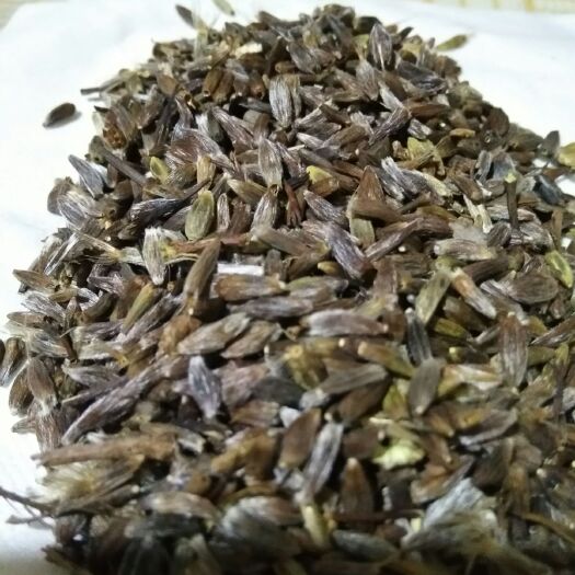 新宾县苍术种子 散装