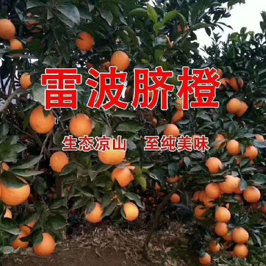雷波县 雷波脐橙走亲送礼的佳品