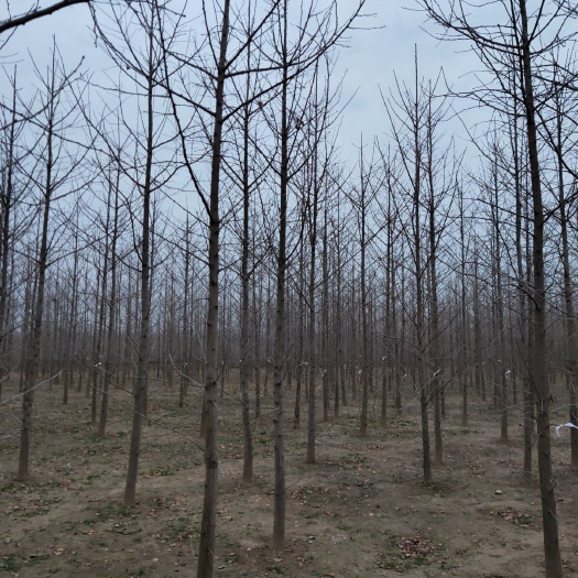 邳州市 银杏树苗批发 优质银杏苗价格