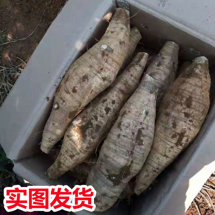 粉葛新鲜葛根包邮桂林无渣粉葛现挖现卖煲汤佳品粉糯香甜广西葛根