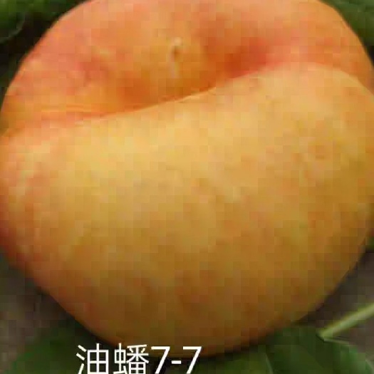 平邑县中油蟠7号桃苗 中油蟠7一7纯度