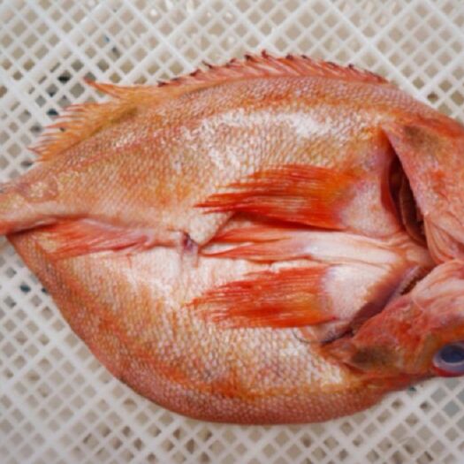 上海 红石斑鱼
