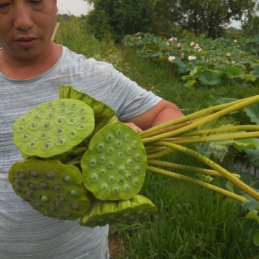 广昌县太空莲36号藕种  江西太空莲子种苗，荷花苗，藕带苗基地直銷，真正的一手货源