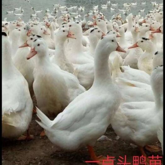 南宁 一点头鸭苗