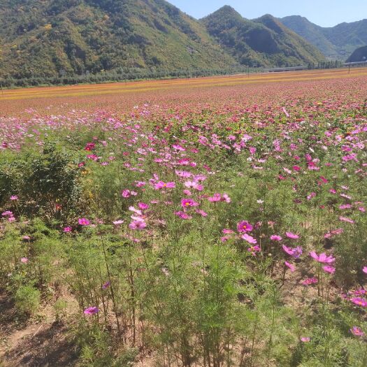隆化县 种植金盏菊大户，需要订货的联系