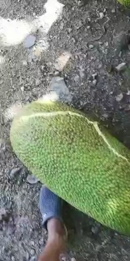 三亚 红肉菠萝蜜