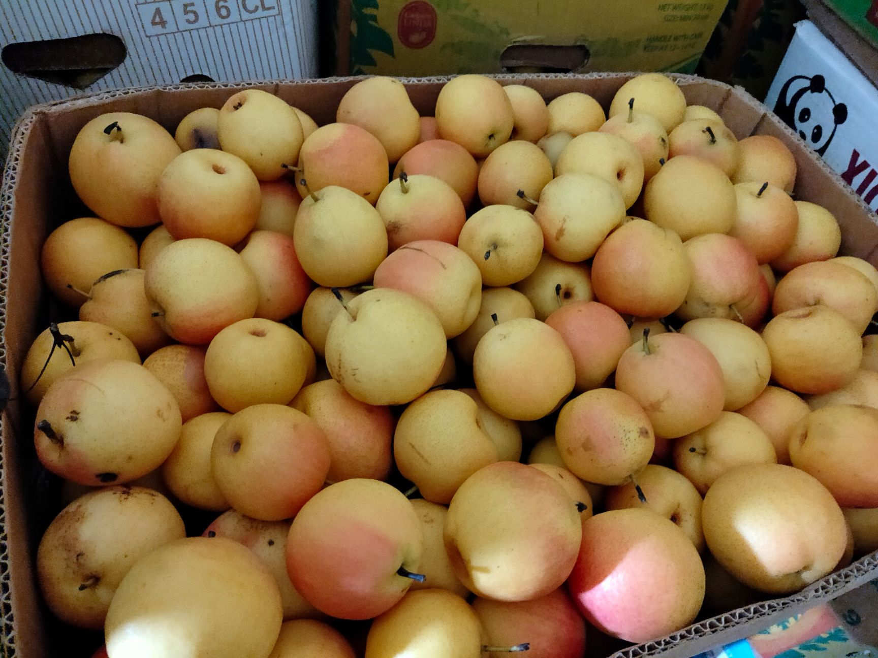 非常に高い品質 多様な 南果梨一箱高級 果物 - 果物 果物 - 果物