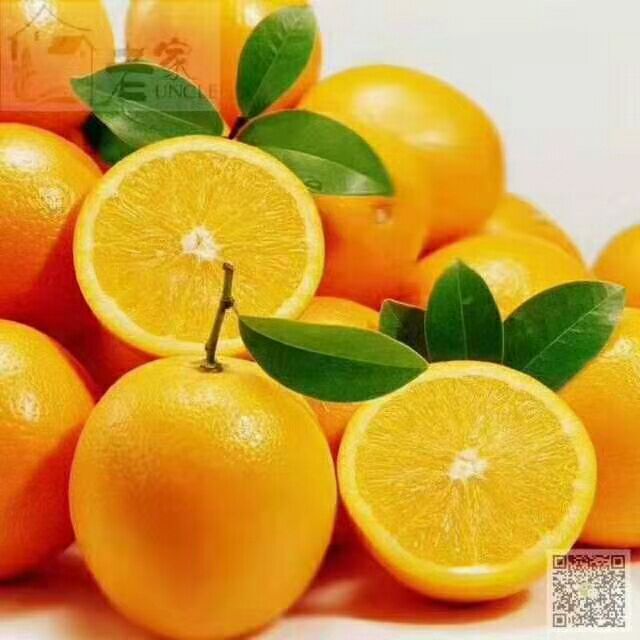  中国之橙-麻阳冰糖橙