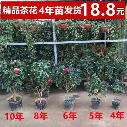  茶花四季茶花五色赤丹带花苞发货