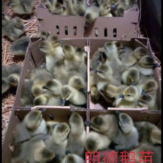 南宁 朗德鹅苗