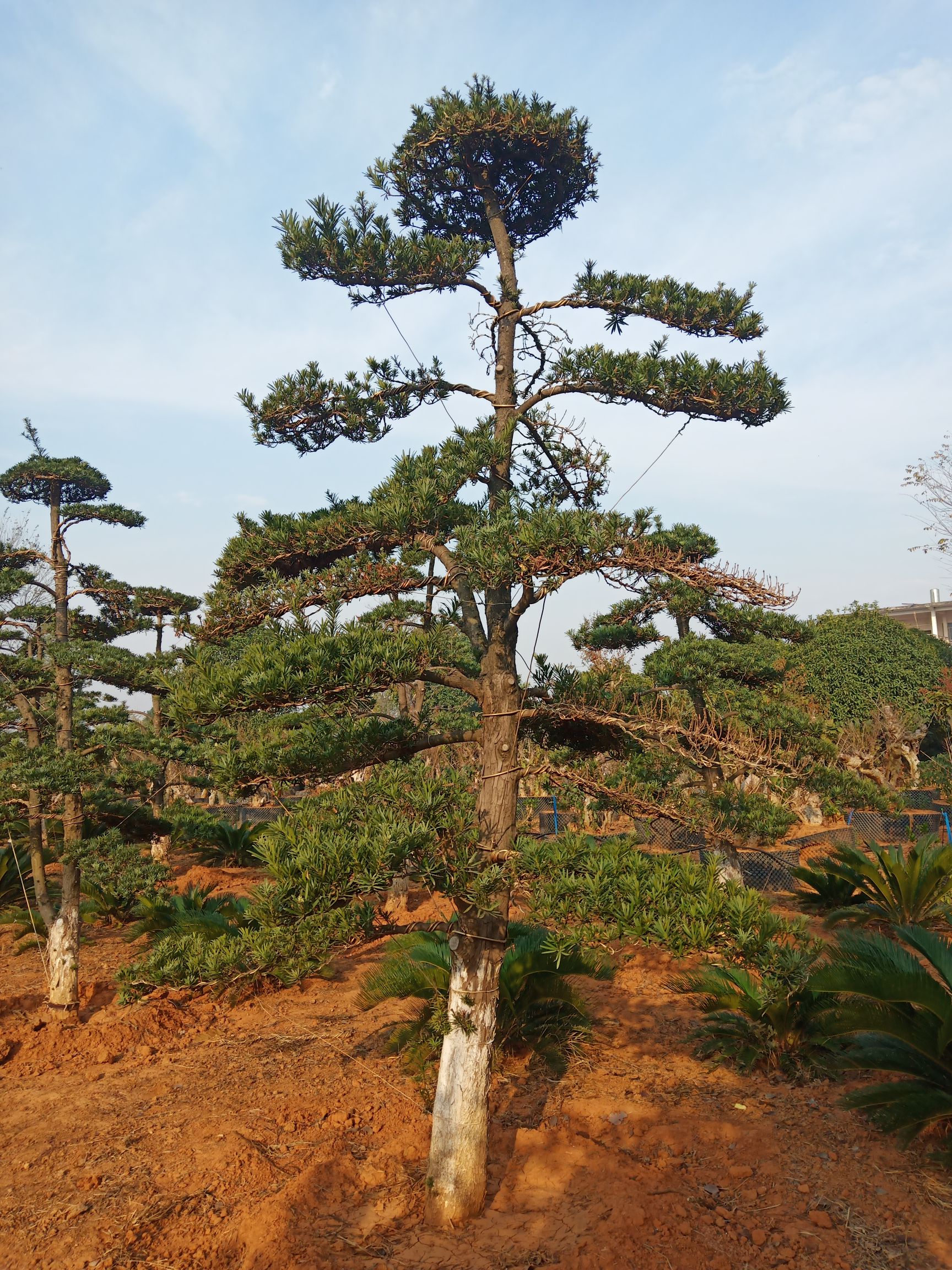  造型黑松