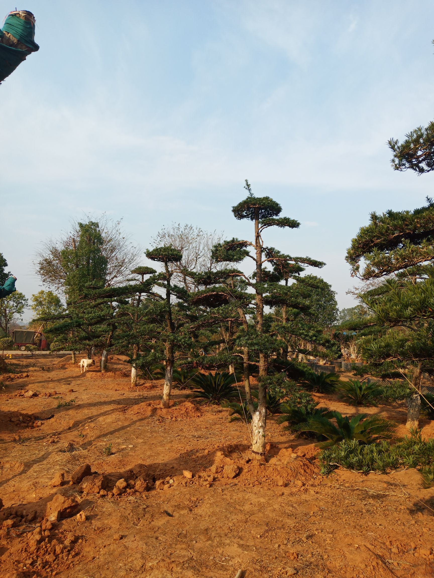  造型黑松