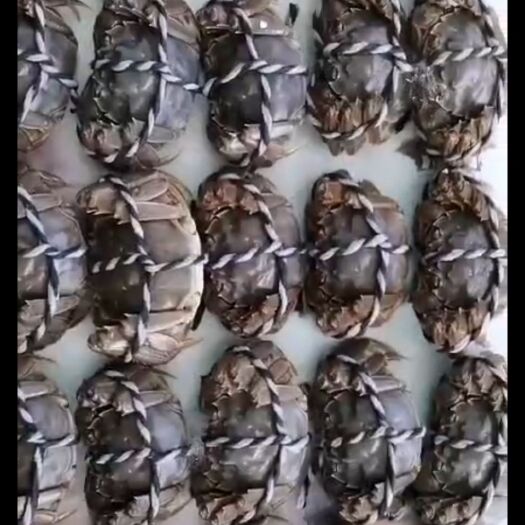 日照 阳澄湖镇大闸蟹