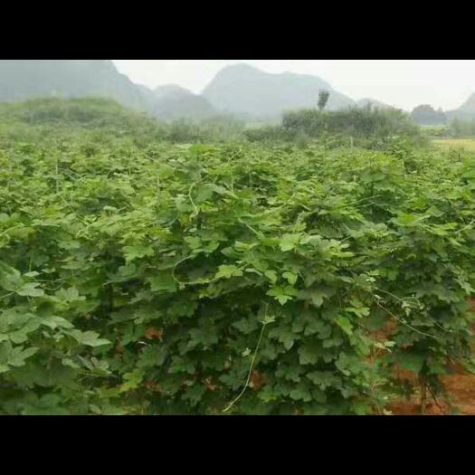 上林县 大量供应优质葛根